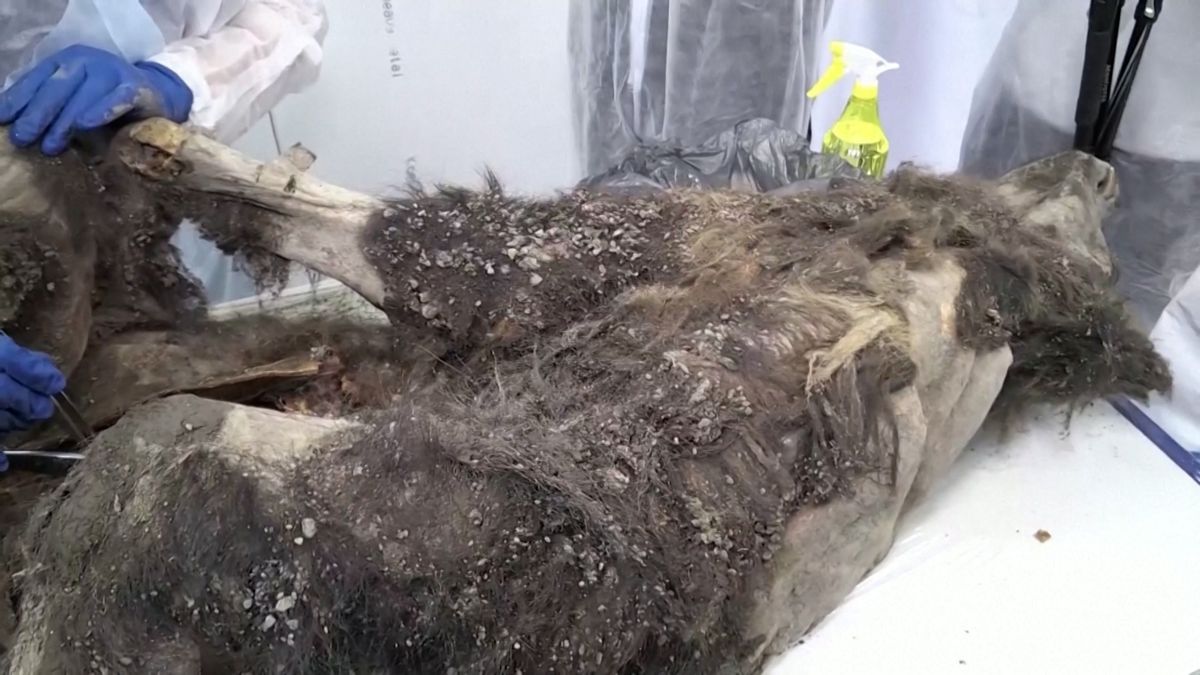 A 3,500-year-old bear mummy has been found in Siberian permafrost